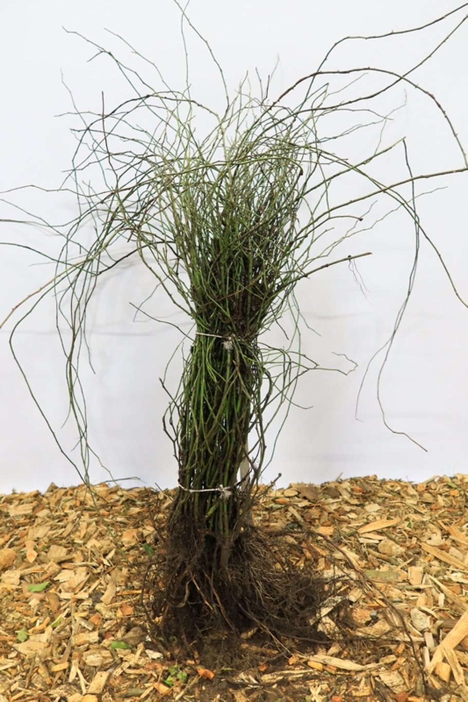 Rosa arvensis - 60-90 CM bare root 1/0